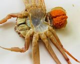 【セコガニ】動くカニ・捌いてみた作り方3写真