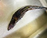 北海道【ハッカク】握り寿司とお刺身作り方2写真
