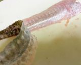北海道【ハッカク】握り寿司とお刺身作り方8写真