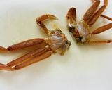 【セコガニ】動くカニ・捌いてみた作り方7写真