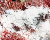 レンコンの豚ミンチ,はさみ焼き作り方3写真
