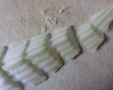 鍋の素を使わない鱈鍋 鱈ちり 鱈ぷりぷり作り方6写真