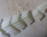 鍋の素を使わない鱈鍋　鱈ちり　鱈ぷりぷり作り方6写真