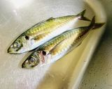 【鯵】捌いてみた作り方1写真
