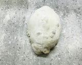 土鍋で胡桃とドライ果肉のカンパニュー♡作り方5写真