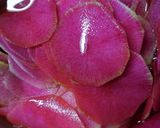 紅芯大根酢作り方1写真