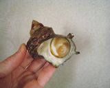サザエさんのミニ晩酌セット作り方1写真