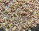 麻婆丼の麻婆豆腐＊しっかり味で胃袋ゲット作り方5写真