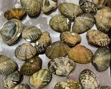 塩麹 で つくる あさりの酒蒸し作り方1写真