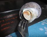 絶品かんたんサザエのガーリックバター焼き作り方4写真