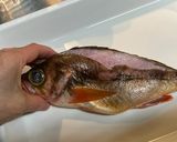 メバルの南蛮漬け作り方1写真