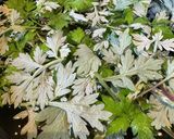 餅米から作る中身無し大福作り方7写真