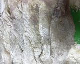 身体に優しい鱈のムニエル作り方2写真
