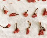 春色　桜のバスクチーケーキ作り方12写真