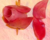 特別な日に☀紅白薔薇の大輪を食卓に咲かせ作り方5写真