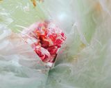 ワサマヨのプルコギホットサンド★卵&大葉作り方1写真
