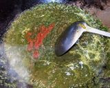 ほうれん草のグリーンビフトンカレー作り方5写真