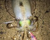 アオリイカの下足唐揚げ作り方1写真
