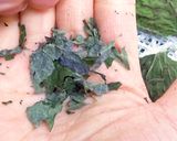 乾燥えごまの葉とえごまの葉パウダー作り方4写真