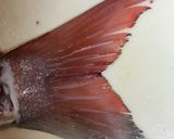 真鯛のお刺身作り方6写真