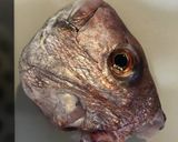 真鯛のお刺身作り方10写真