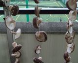 かったさんちの自家製干し椎茸作り方2写真