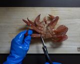新鮮！おいしい！毛ガニの刺身作り方2写真