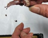 ホタルイカの酢みそ和え作り方3写真