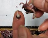 ホタルイカの酢みそ和え作り方4写真
