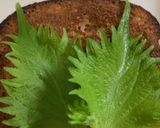 うにクリームチーズトースト♪作り方3写真
