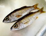脂ノリノリ【クロムツの塩焼き】作り方1写真
