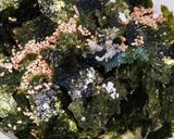 モリモリ食べれる☆ビビンバ作り方9写真
