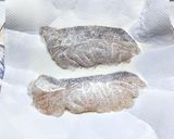 タラのムニエルにチリソースをかけて作り方2写真