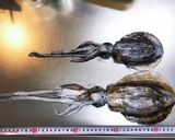 釣れたてアオリイカのお刺身作り方1写真