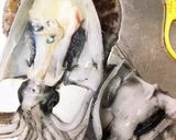 釣れたてアオリイカのお刺身作り方2写真