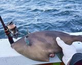 釣ってきたウマヅラハギの肝刺し作り方1写真