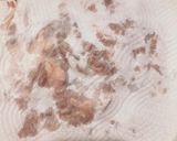 米粉でカラッと塩から揚げ作り方1写真
