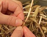 つくしの下処理　指先きれい(^^)作り方3写真
