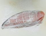 塩鮭と米粉で簡単ムニエル作り方1写真