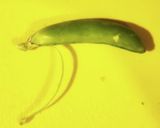春野菜のナムル♪ なんでも好きなので！作り方8写真
