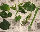 ハ茶芽茶作り方4写真