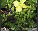 のらぼう菜で海苔ごま和え作り方4写真