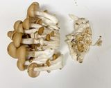 豚とほうれん草のおろし煮☆米粉活用作り方2写真