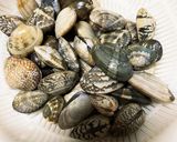 汁まで美味しい、アサリの酒蒸し作り方1写真