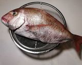 真鯛一尾食べ尽くし　塩焼き　刺身　鍋作り方1写真