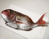 真鯛一尾食べ尽くし　塩焼き　刺身　鍋作り方15写真