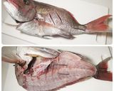 真鯛一尾食べ尽くし　塩焼き　刺身　鍋作り方18写真
