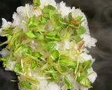 簡単☆節約！カイワレでご飯のお供作り方3写真