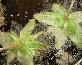 冷めてもサクサク♪春香る蕗の薹の天ぷら作り方10写真