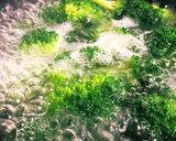 元祖「ブロッコリーの麺つゆ漬け揚げ」作り方1写真